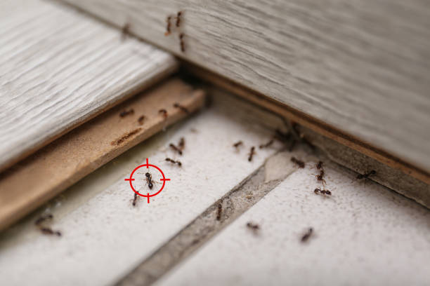 Best Best Pest Control Companies  in Pacifi, CA