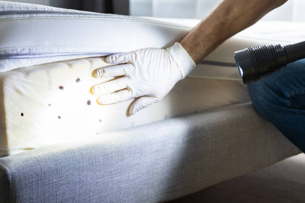 Reliable Pacifica, CA Pest Control Solutions