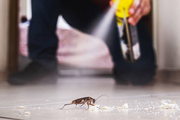 Wasp Removal Services in Pacifica, CA